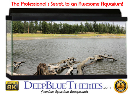 Buy Aquarium Background Driftwood 00040 Aquarium Background