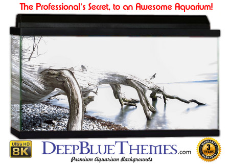 Buy Aquarium Background Driftwood 00044 Aquarium Background