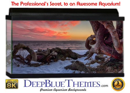 Buy Aquarium Background Driftwood 00047 Aquarium Background