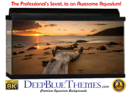 Buy Aquarium Background Driftwood 00049 Aquarium Background