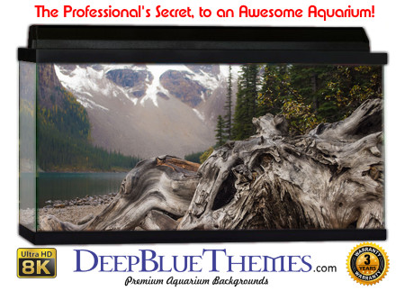 Buy Aquarium Background Driftwood 00051 Aquarium Background