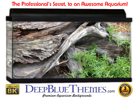 Buy Aquarium Background Driftwood 00061 Aquarium Background