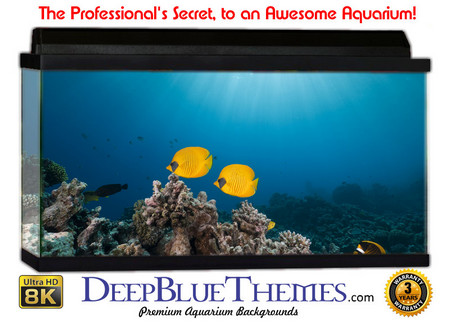 Buy Aquarium Background Favorite Fish Aquarium Background
