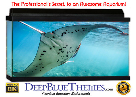 Buy Aquarium Background Favorite Sting Aquarium Background