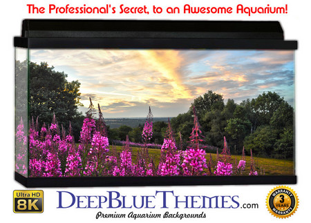 Buy Aquarium Background Flowers Clouds Aquarium Background