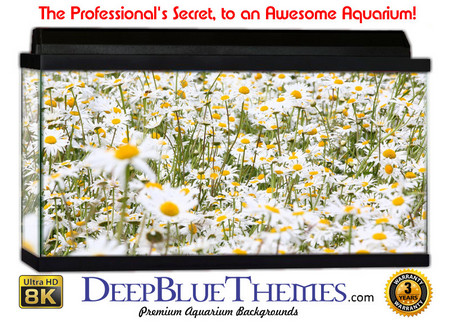Buy Aquarium Background Flowers Daisy Aquarium Background