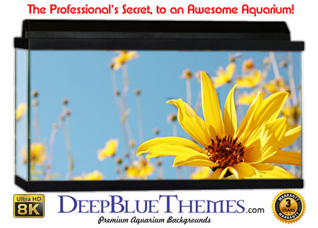 Buy Aquarium Background Flowers Focus Aquarium Background