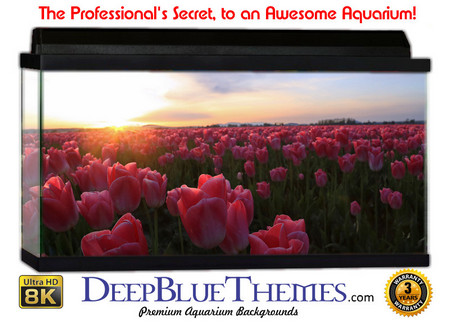 Buy Aquarium Background Flowers Pink Aquarium Background