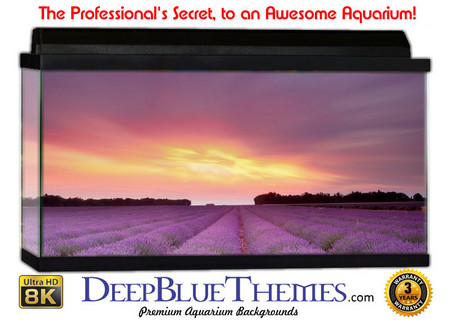 Buy Aquarium Background Flowers Purple Aquarium Background