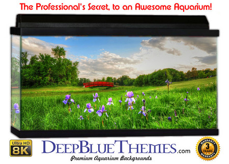 Buy Aquarium Background Flowers Spring Aquarium Background