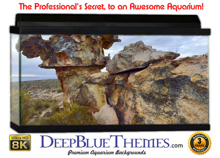 Buy Aquarium Background Formations Musroom Aquarium Background