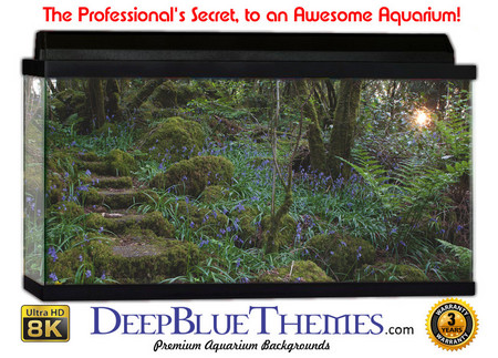 Buy Aquarium Background Garden Irish Aquarium Background