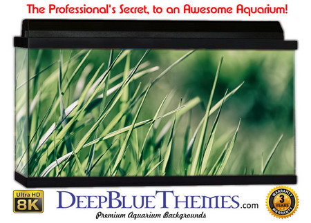 Buy Aquarium Background Grass Blue Aquarium Background