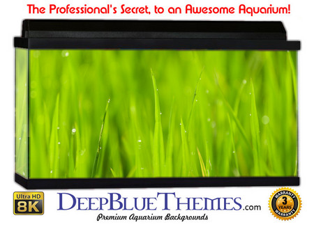 Buy Aquarium Background Grass Bright Aquarium Background