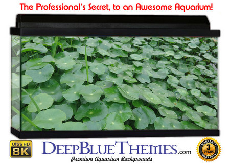 Buy Aquarium Background Grass Cover Aquarium Background