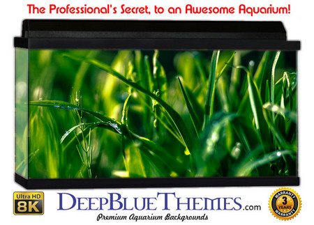 Buy Aquarium Background Grass Dark Aquarium Background