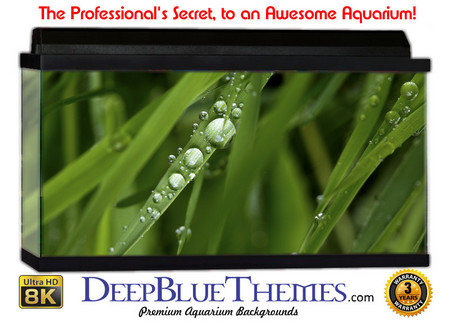 Buy Aquarium Background Grass Dew Aquarium Background