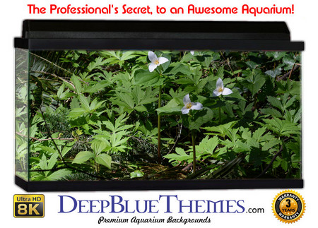 Buy Aquarium Background Grass Dirt Aquarium Background