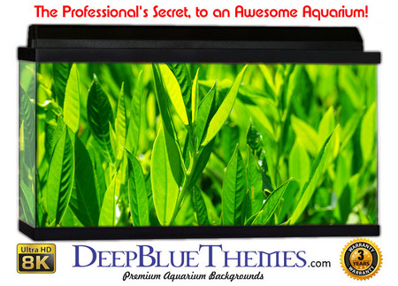 Buy Aquarium Background Grass Feed Aquarium Background