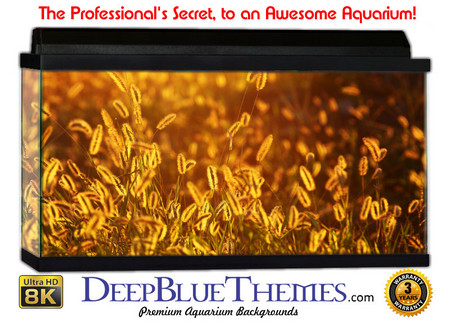 Buy Aquarium Background Grass Gold Aquarium Background
