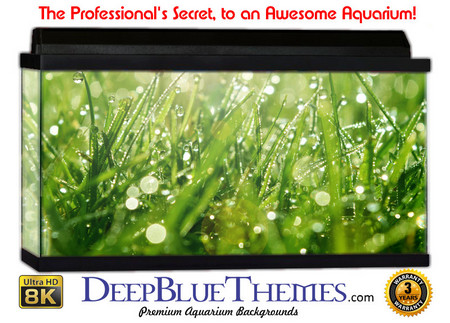 Buy Aquarium Background Grass Morning Aquarium Background