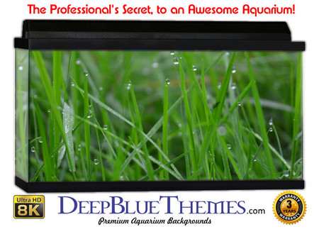 Buy Aquarium Background Grass Nature Aquarium Background