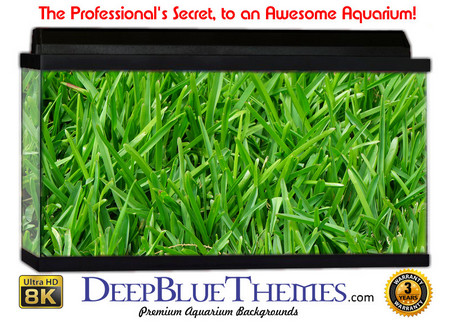 Buy Aquarium Background Grass Overgrown Aquarium Background