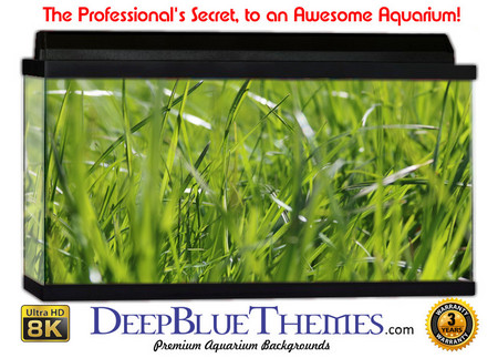 Buy Aquarium Background Grass Wild Aquarium Background