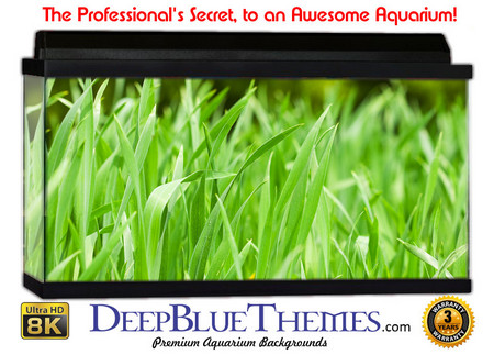 Buy Aquarium Background Grass Yard Aquarium Background