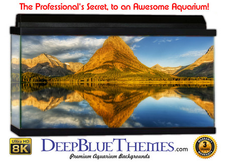 Buy Aquarium Background Lake Beauty Aquarium Background