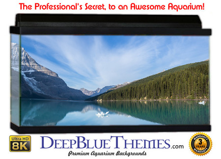 Buy Aquarium Background Lake Sky Aquarium Background