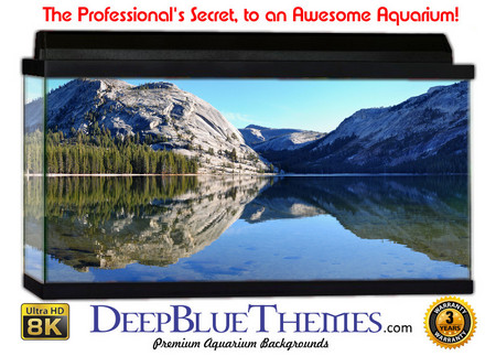 Buy Aquarium Background Lake Tenaya Aquarium Background