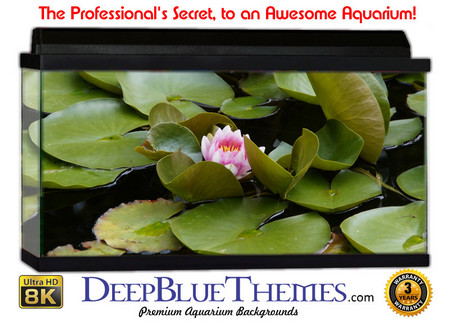 Buy Aquarium Background Lillypad Center Aquarium Background