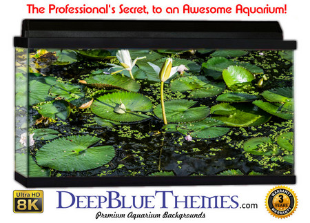 Buy Aquarium Background Lillypad Classic Aquarium Background