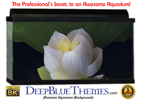 Buy Aquarium Background Lillypad Flower Aquarium Background