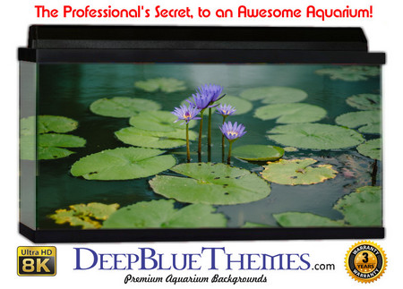 Buy Aquarium Background Lillypad Group Aquarium Background