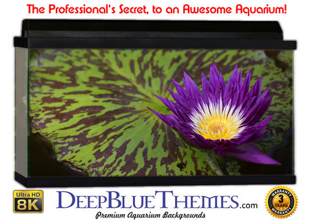Buy Aquarium Background Lillypad Pretty Aquarium Background