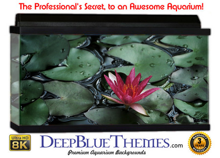 Buy Aquarium Background Lillypad Red Aquarium Background