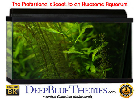 Buy Aquarium Background Lillypad Stem Aquarium Background