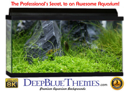 Buy Aquarium Background Lillypad Tank Aquarium Background