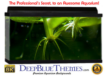 Buy Aquarium Background Lillypad Top Aquarium Background