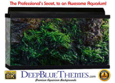 Buy Aquarium Background Marine Cover Aquarium Background