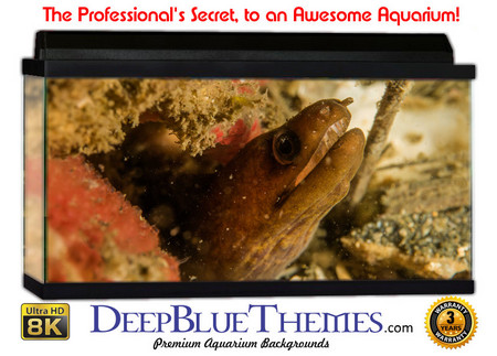 Buy Aquarium Background Marine Eel Aquarium Background