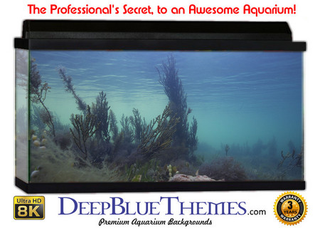 Buy Aquarium Background Marine Field Aquarium Background