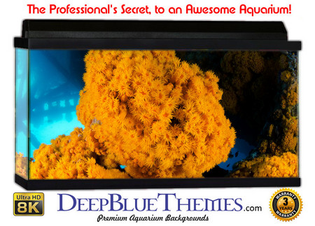 Buy Aquarium Background Marine Fluf Aquarium Background