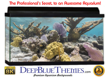 Buy Aquarium Background Marine Garden Aquarium Background