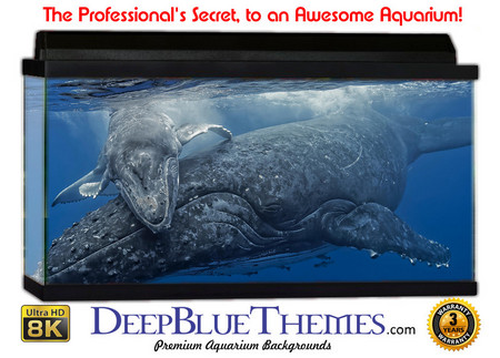 Buy Aquarium Background Marine Love Aquarium Background