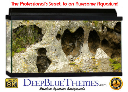 Buy Aquarium Background Marine Rock Aquarium Background
