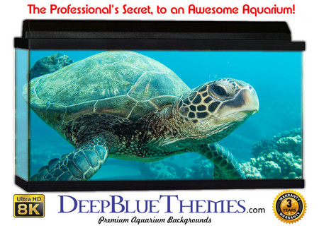 Buy Aquarium Background Marine Smile Aquarium Background