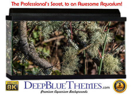 Buy Aquarium Background Nature Brush Aquarium Background
